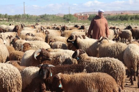 سلالة بني كيل في الواجهة.. جهة الشرق تواصل استعداداتها لعيد الأضحى